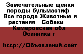 Замечательные щенки породы бульмастиф - Все города Животные и растения » Собаки   . Кемеровская обл.,Осинники г.